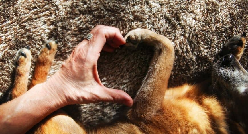 Seguros de Responsabilidad Civil para perros